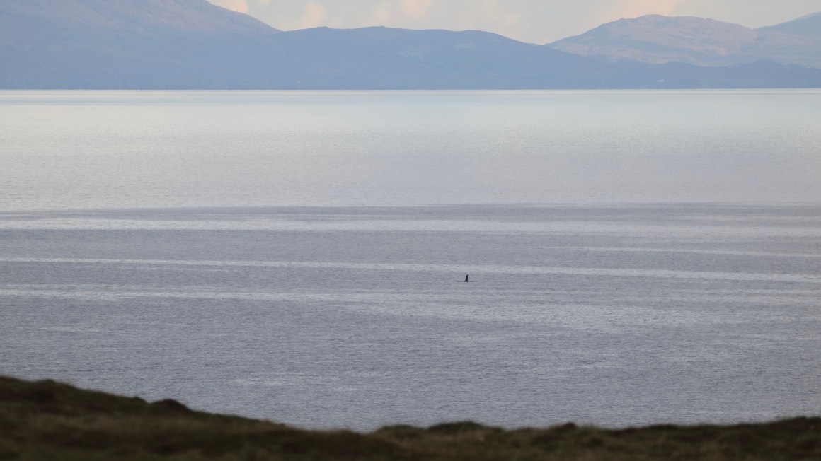 Pooltiel House - coastal self catering Skye - orca killer whale on Skye