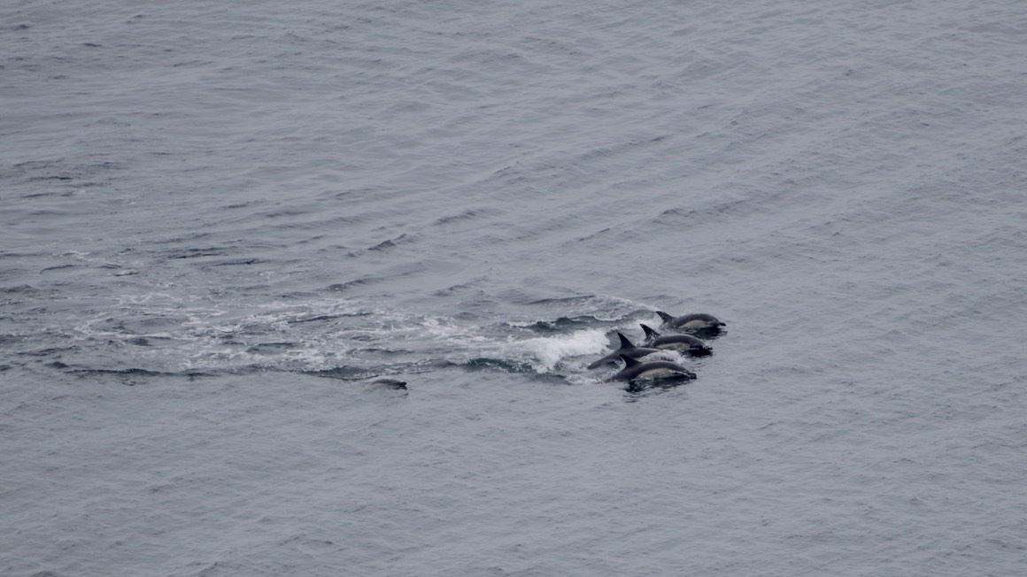 Pooltiel House - coastal self catering cottage Skye - racing dolphins